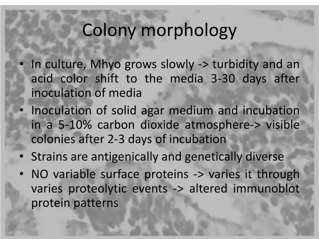 colony morphology