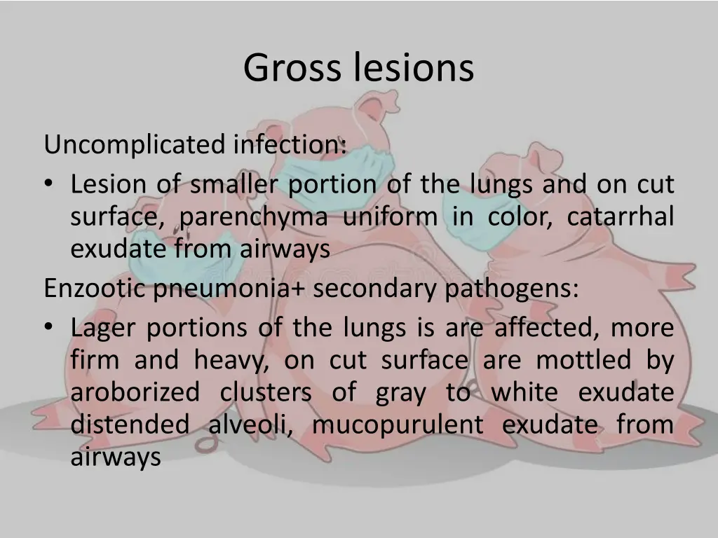 gross lesions 1