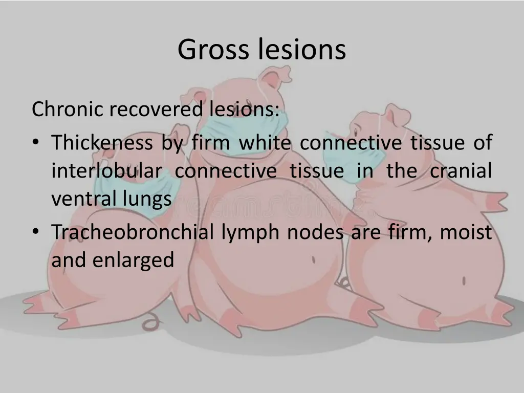 gross lesions 2