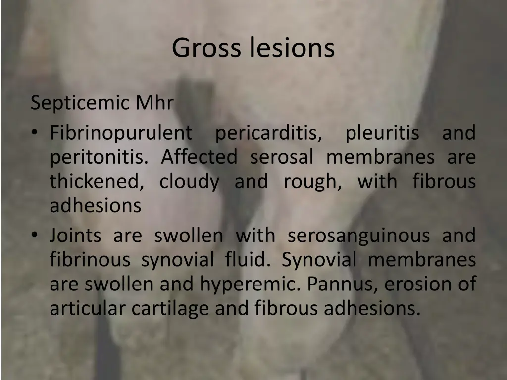 gross lesions 3