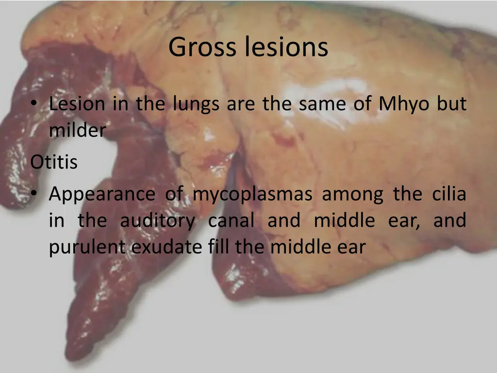 gross lesions 4