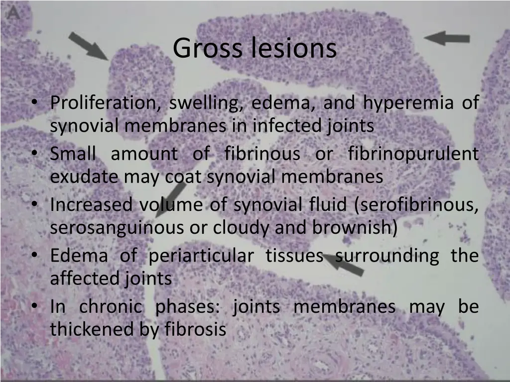 gross lesions 5