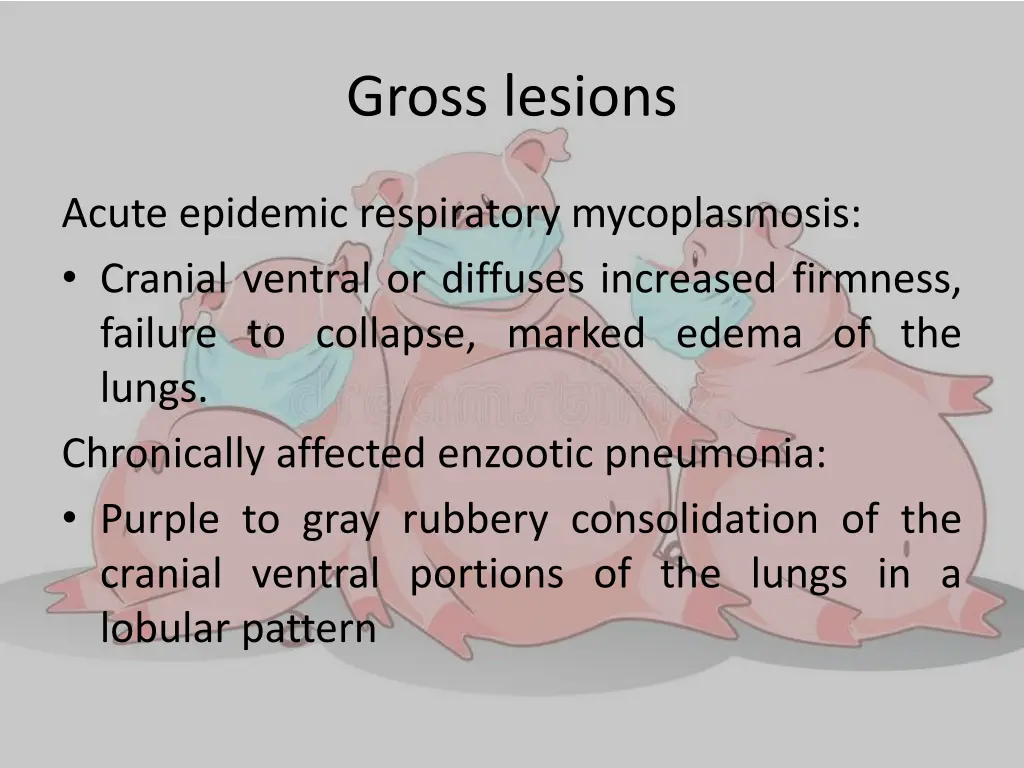 gross lesions