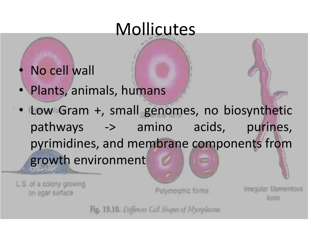 mollicutes