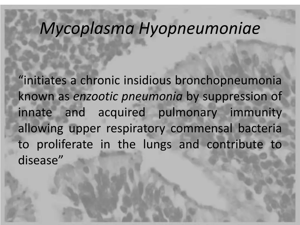 mycoplasma hyopneumoniae