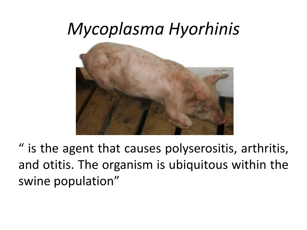 mycoplasma hyorhinis