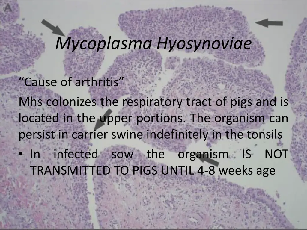 mycoplasma hyosynoviae