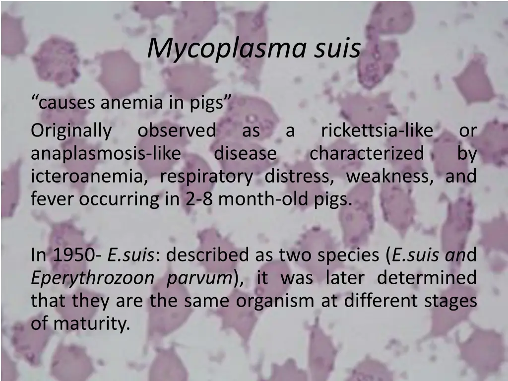 mycoplasma suis