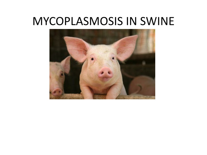 mycoplasmosis in swine