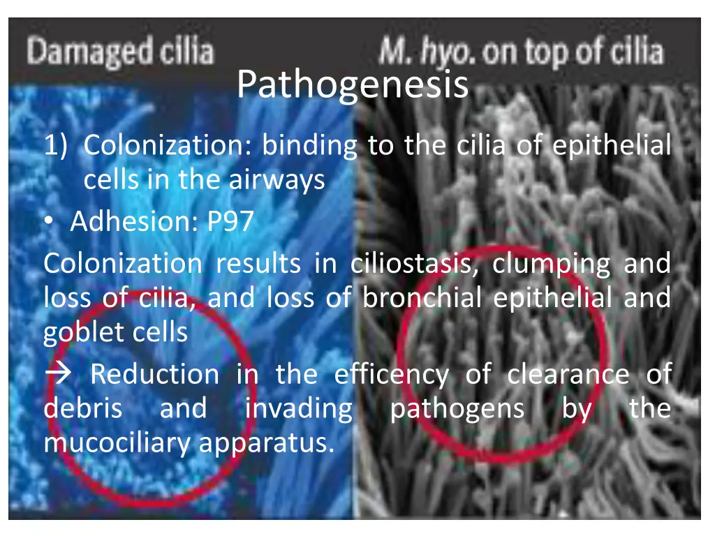 pathogenesis 1