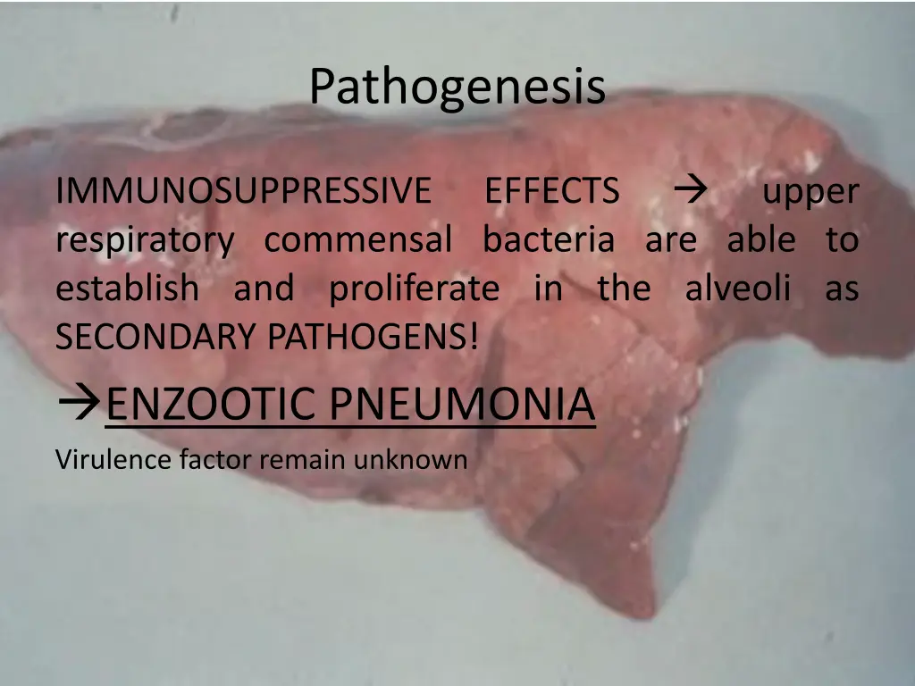 pathogenesis 2