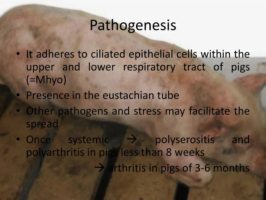 pathogenesis 5