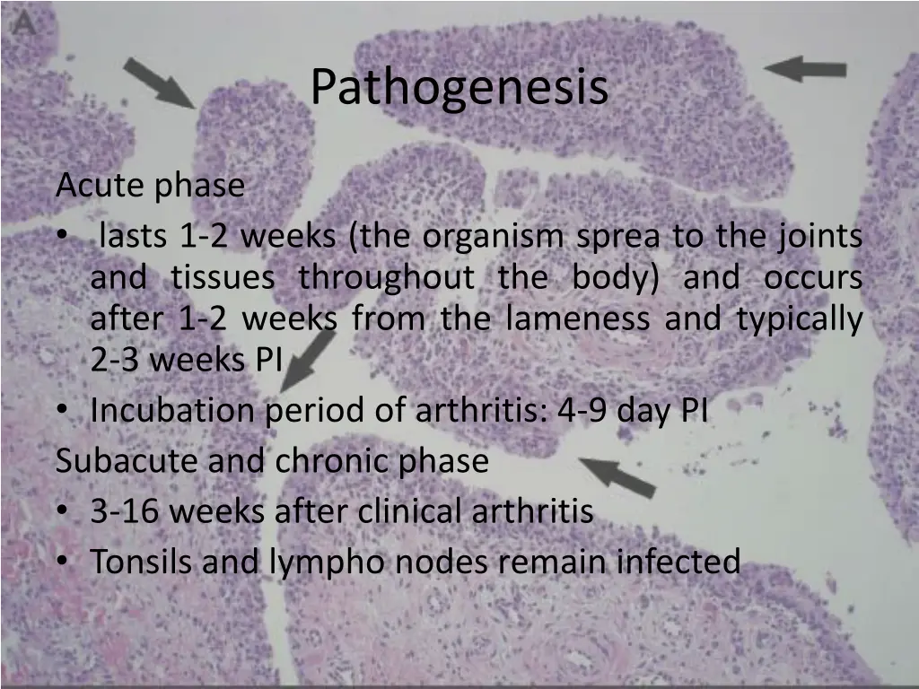 pathogenesis 6