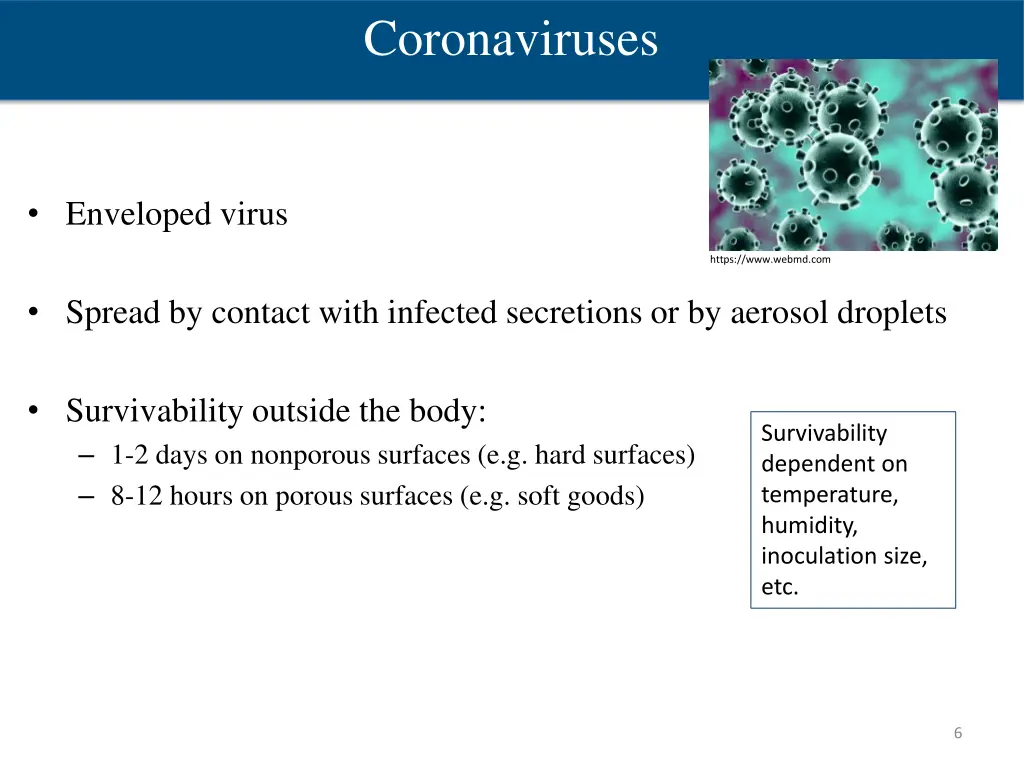 coronaviruses