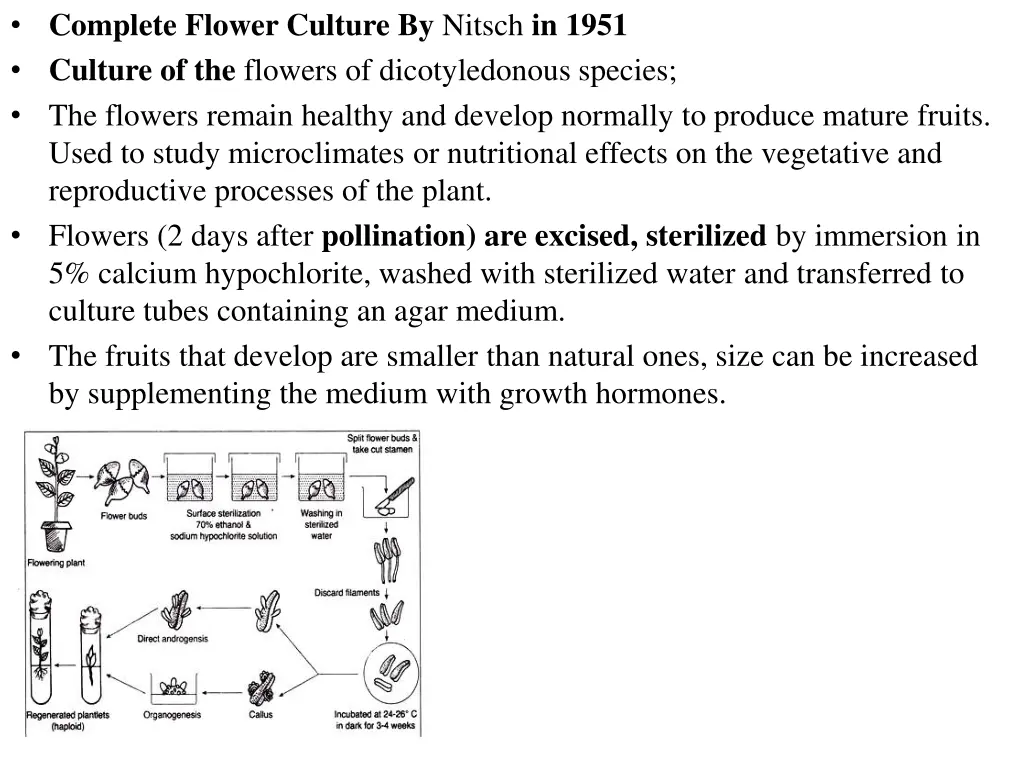 complete flower culture by nitsch in 1951 culture