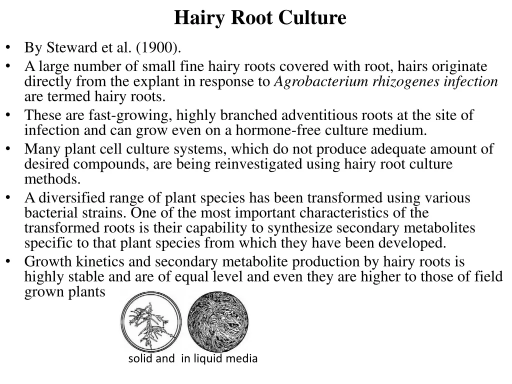 hairy root culture