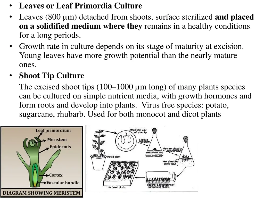 leaves or leaf primordia culture leaves