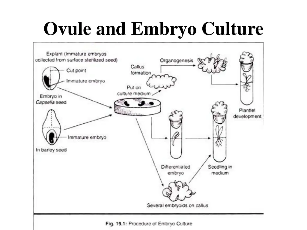 ovule and embryo culture