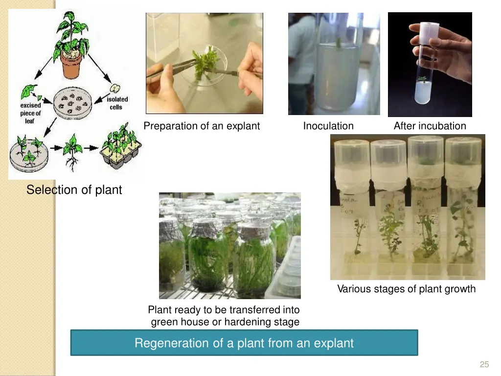 preparation of an explant