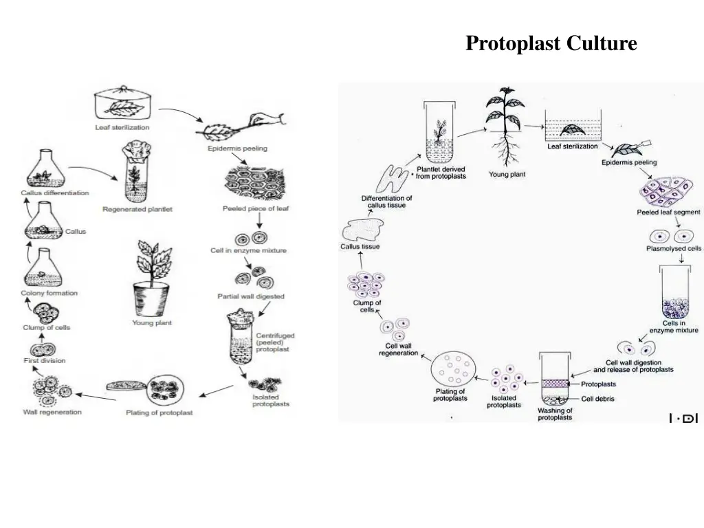 protoplast culture 2