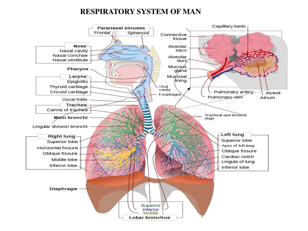 respiratory system of man