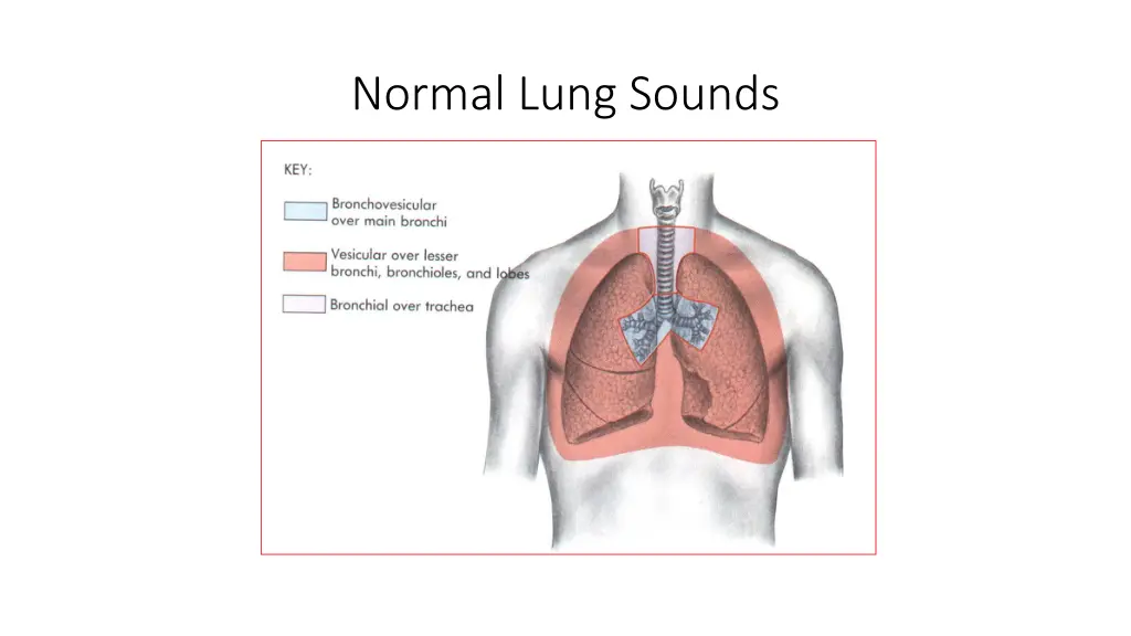 normal lung sounds