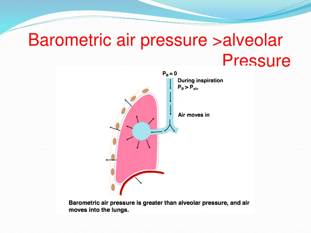 barometric air pressure alveolar