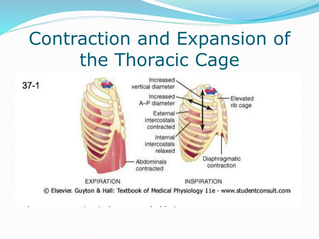 contraction and expansion of the thoracic cage