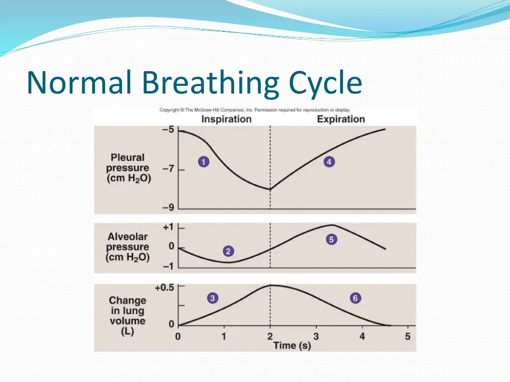 normal breathing cycle