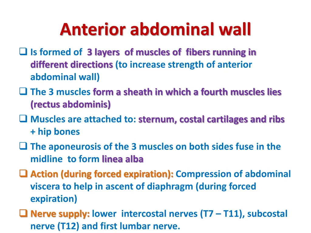 anterior abdominal wall 1