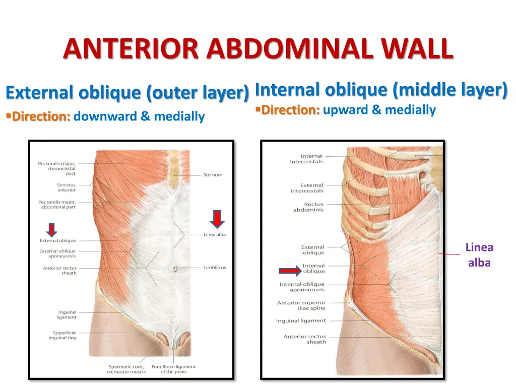 anterior abdominal wall