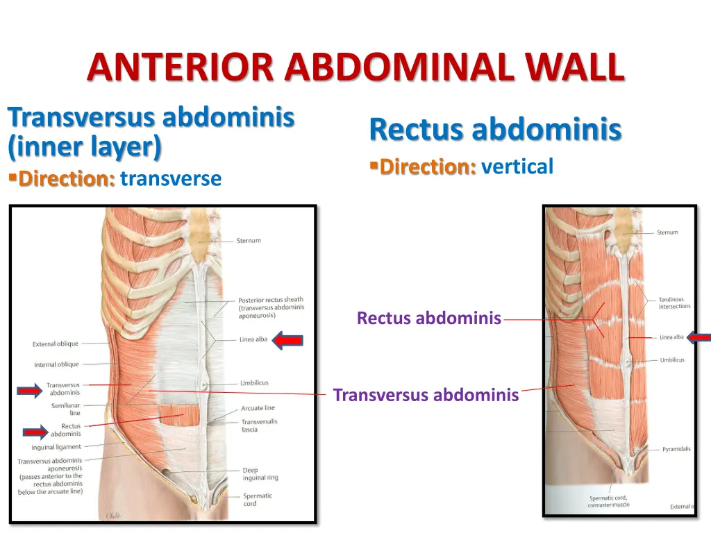 anterior abdominal wall transversus abdominis