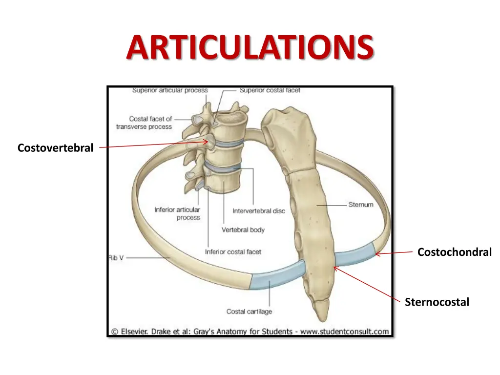 articulations 1