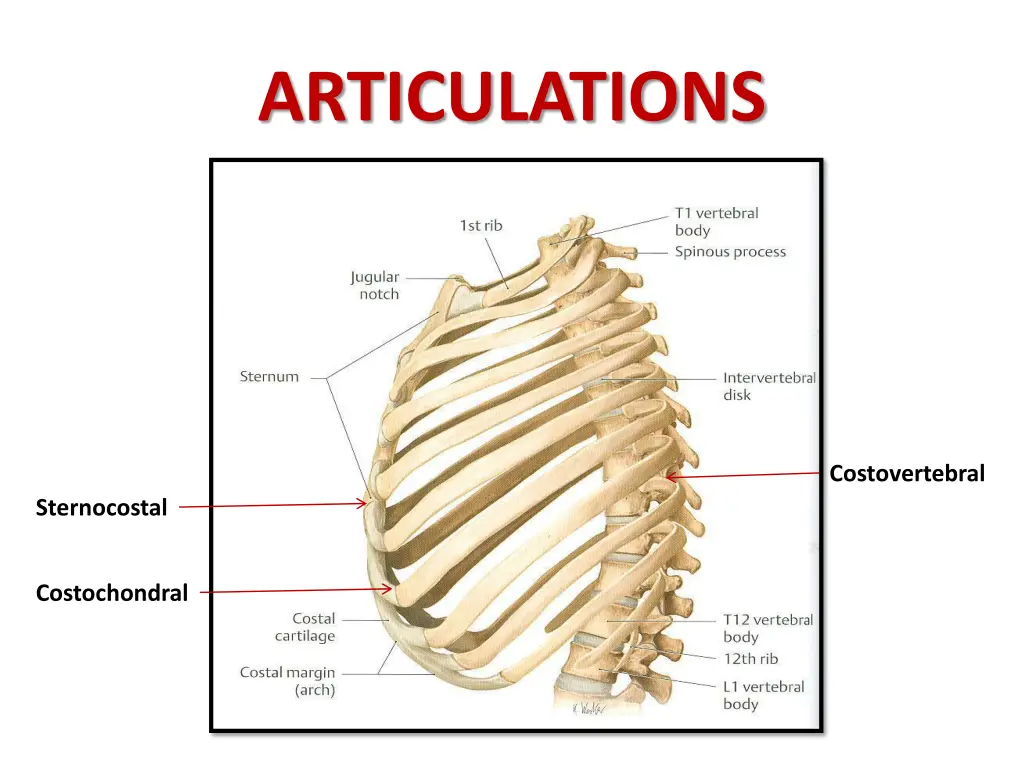 articulations