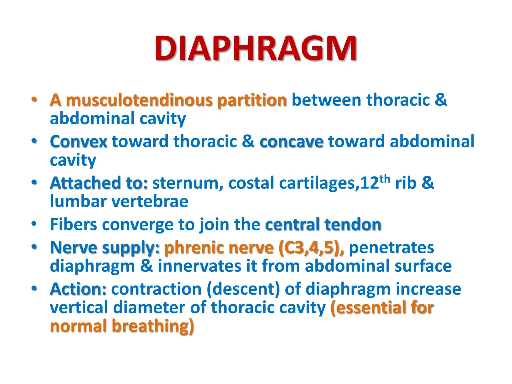 diaphragm