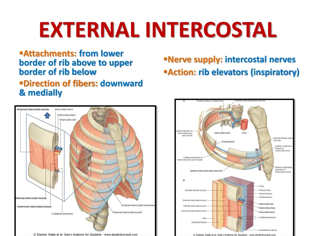 external intercostal attachments from lower