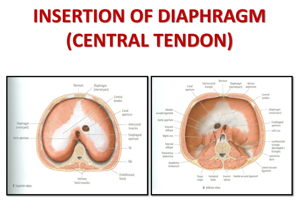 insertion of diaphragm central tendon