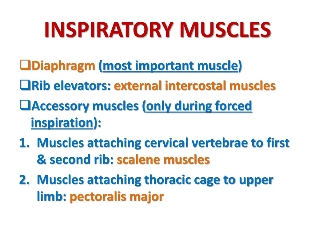 inspiratory muscles