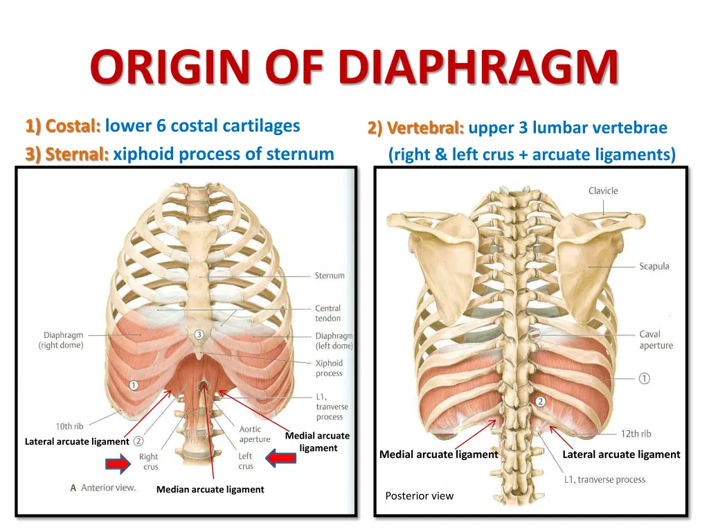 origin of diaphragm