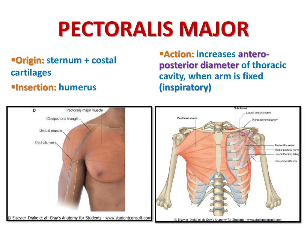 pectoralis major