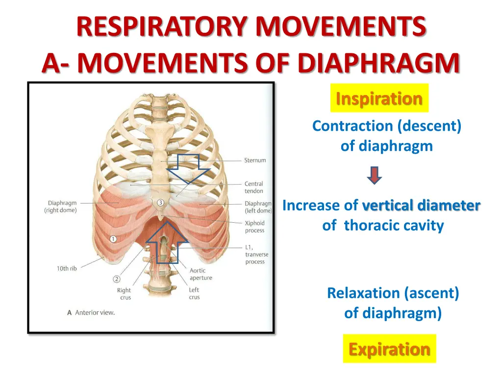 respiratory movements a movements of diaphragm