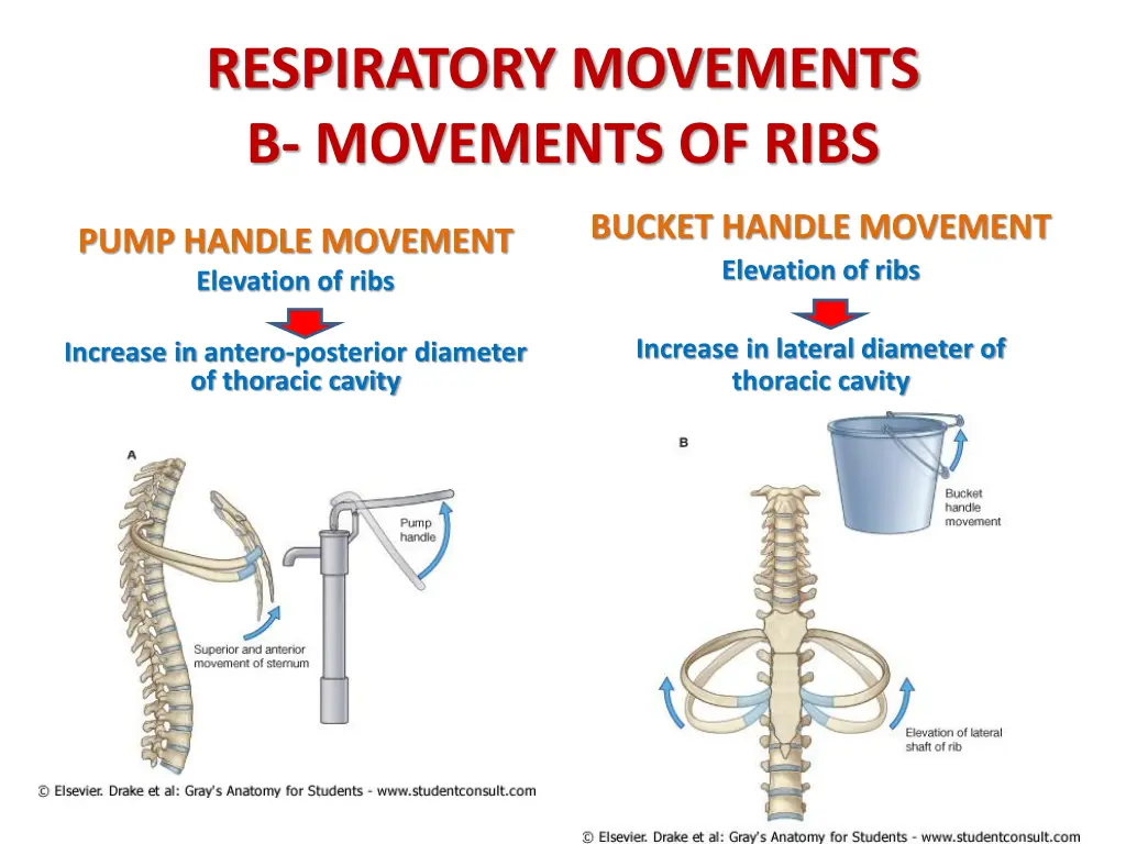 respiratory movements b movements of ribs