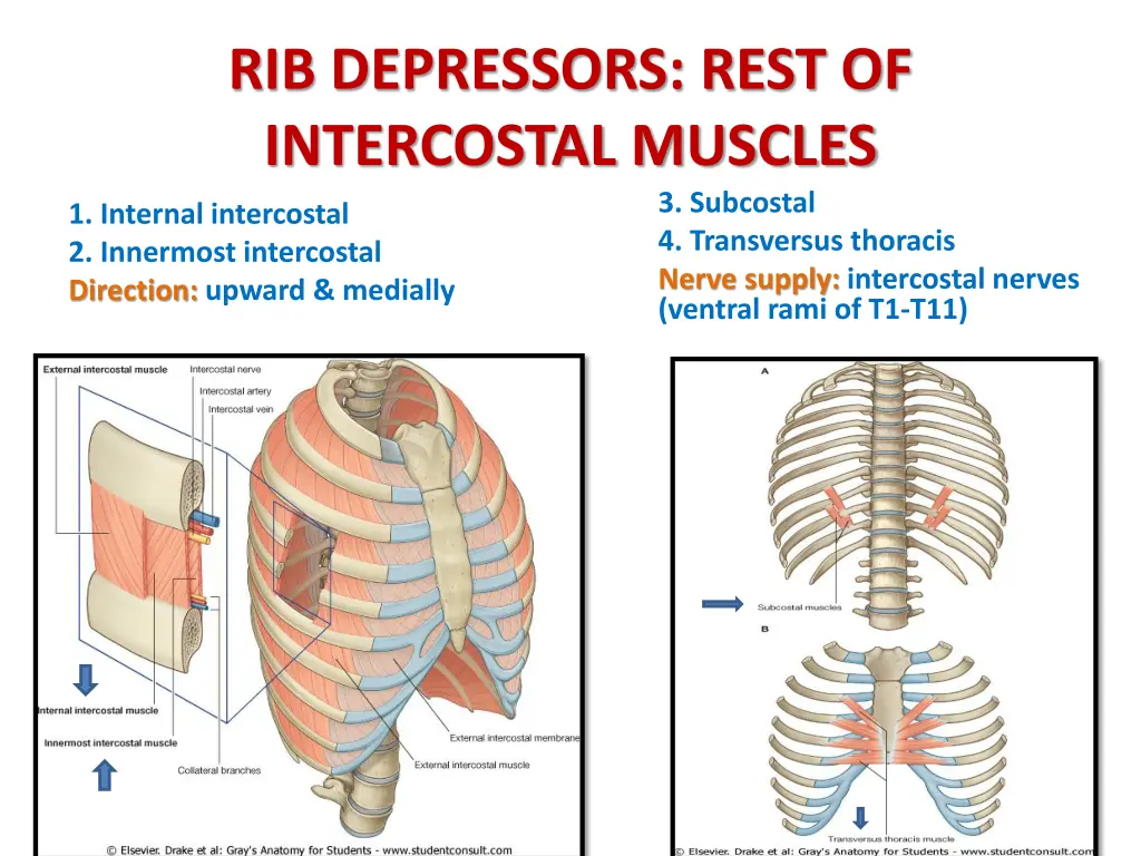 rib depressors rest of intercostal muscles