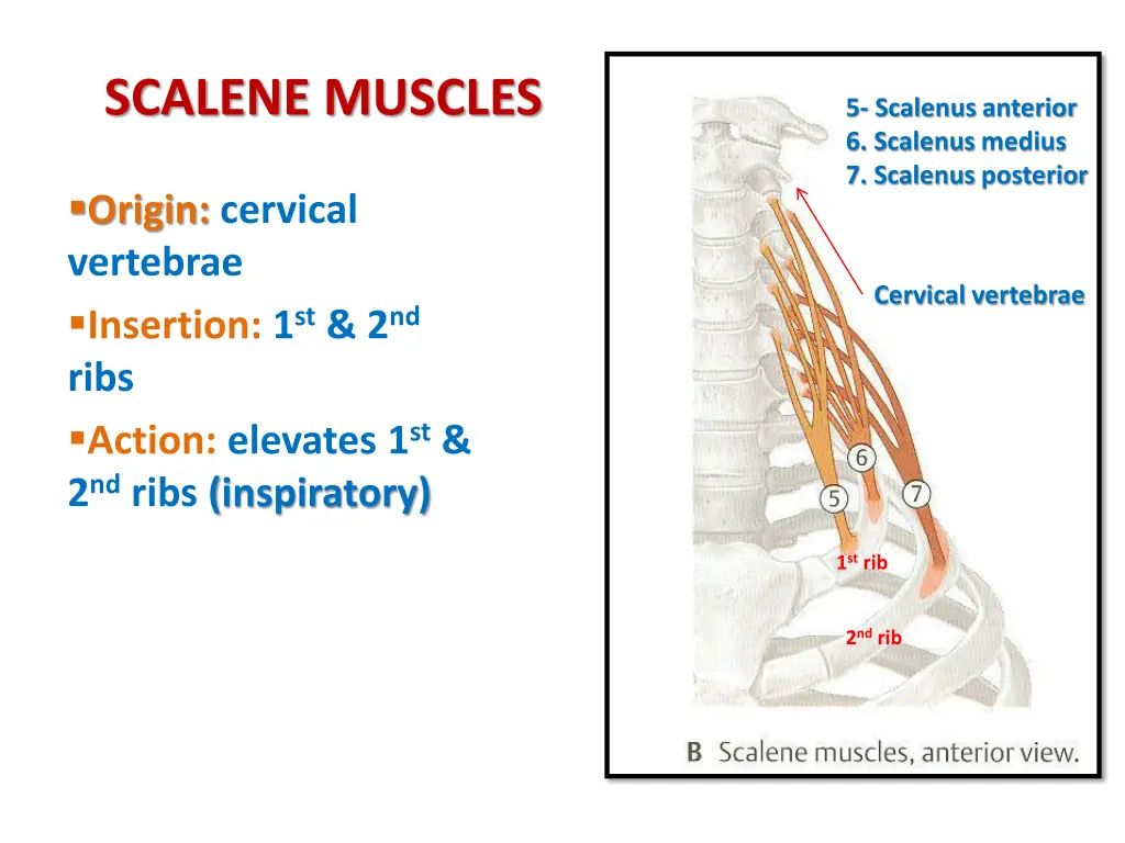 scalene muscles