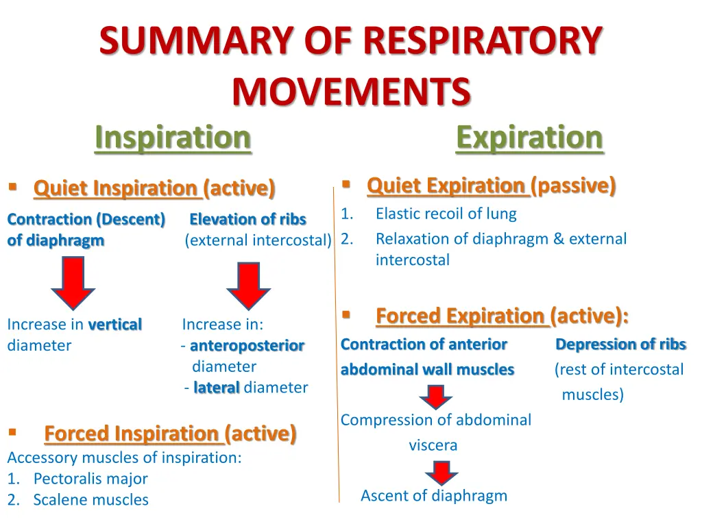 summary of respiratory movements inspiration