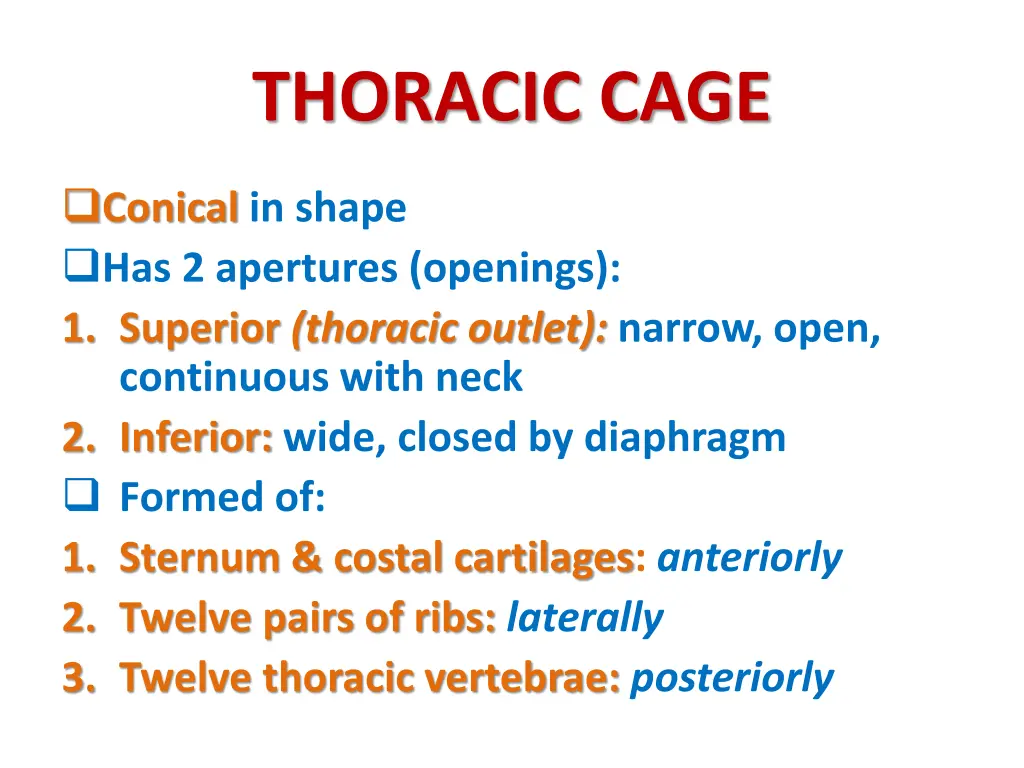 thoracic cage 1