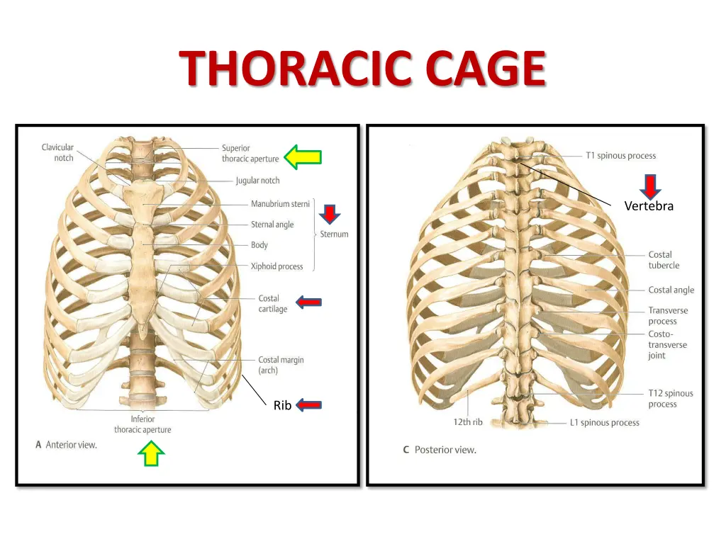 thoracic cage