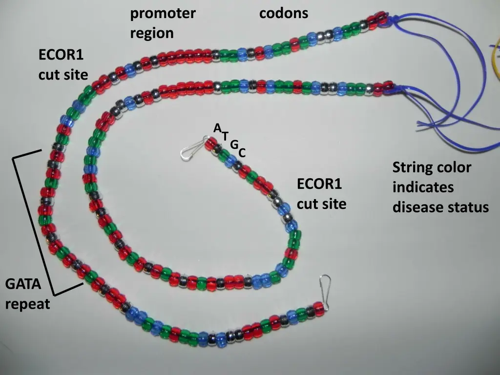 promoter region