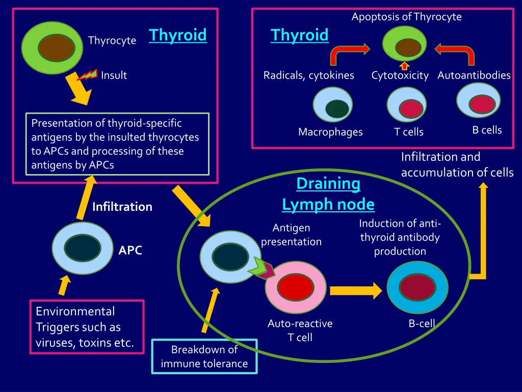 apoptosis of thyrocyte