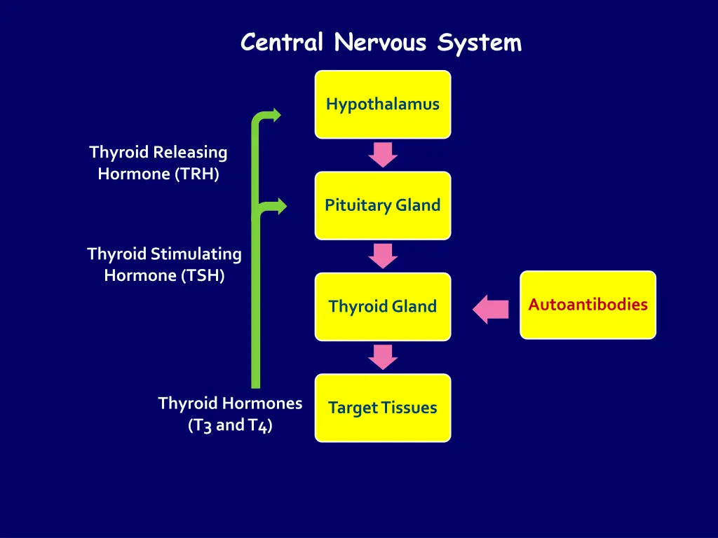 central nervous system